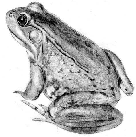 frog pencil drawing